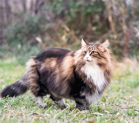 Norwegian Forest Cat Size