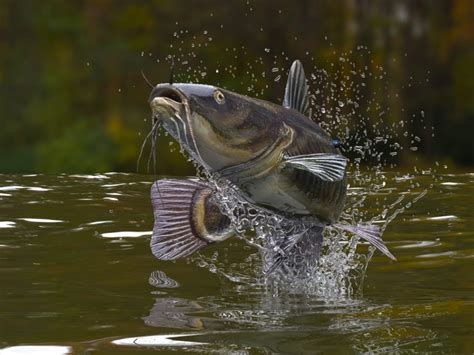 The 20 Most Common Fish Species in Lake Michigan