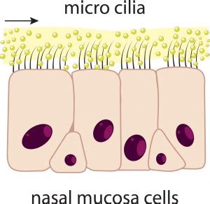 nasal-mucosa-cilia-cells - Otolaryngology Specialists of North Texas