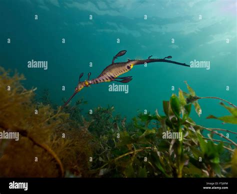 Weedy sea dragon hi-res stock photography and images - Alamy