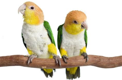 White Bellied Caique Health, Personality, Colors and Sounds - PetGuide | Caique parrot, Pet ...