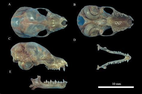 ﻿Confirmation of the existence of Himalayan long-eared bats, Plecotus homochrous (Chiroptera ...