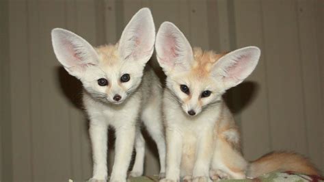 Fennec Fox Babies - Safari West