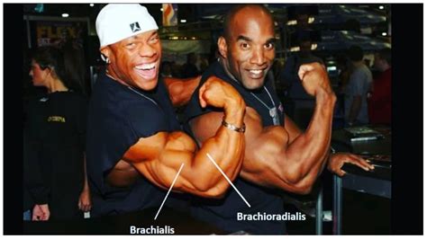 Brachialis Exercises