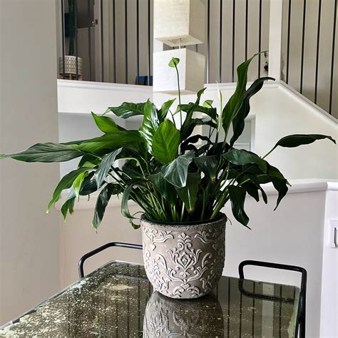 The Truth About The Peace Lily | How To Keep It Healthy And Beautiful ...