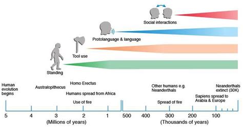 Homo Erectus Timeline