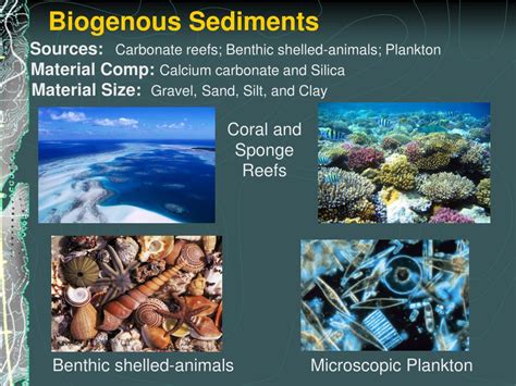 PPT - Marine Sediments Origin, Composition, and Distribution PowerPoint Presentation - ID:4530318