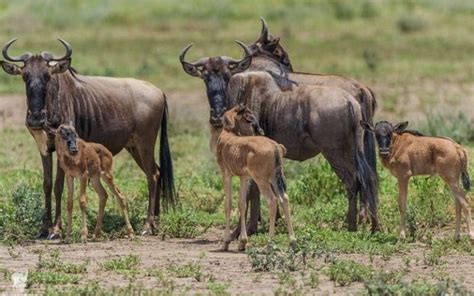 The calving season in Tanzania | Tanzania Safaris Tours | Ndutu Area