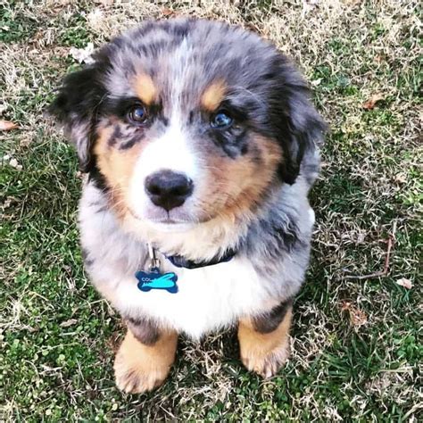 Bernese Mountain Dog Australian Shepherd Mix Facts