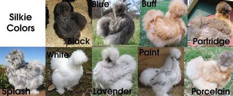 Cooperland: May 2013 | Silkie chickens colors, Silkie chickens, Chicken ...