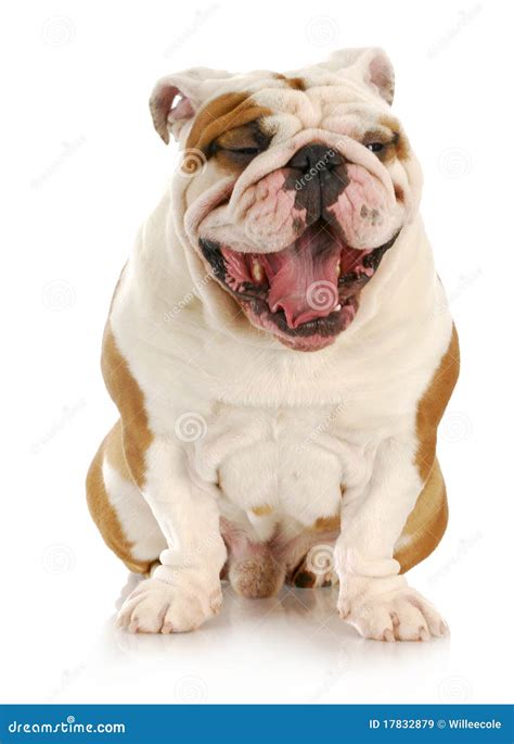 Dog Laughing Royalty Free Stock Images - Image: 17832879