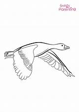 Easy Printable Goose Coloring Pages For Kids sketch template