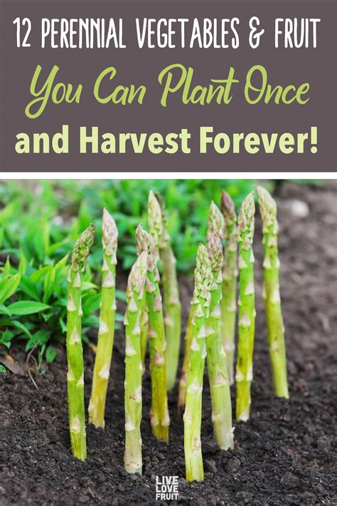 12 Perennial Vegetables You Can Plant Once and Harvest Forever - Live ...