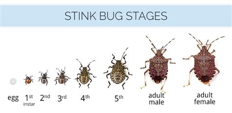 What Are Stink Bugs & What Do Stink Bugs Look Like - Stink Bug ...