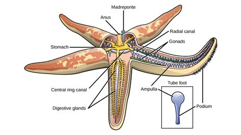 Asteroidea - Digital Atlas of Ancient Life