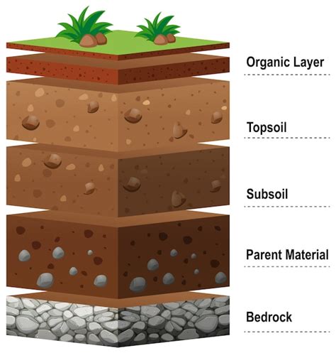 Page 2 | Soil bed Vectors & Illustrations for Free Download | Freepik