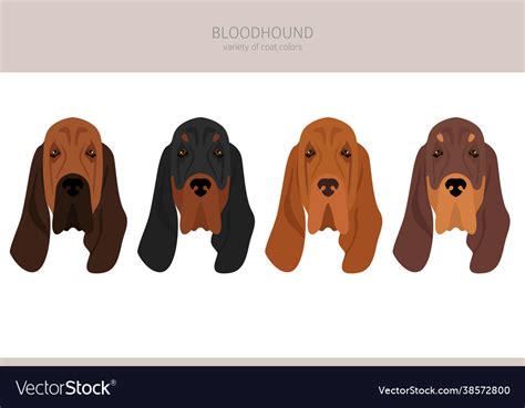 Bloodhound clipart different coat colors Vector Image