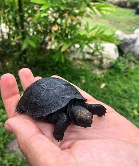 Check Out This All Black Baby Galapagos Tortoise