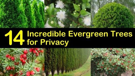 14 Incredible Evergreen Trees for Privacy