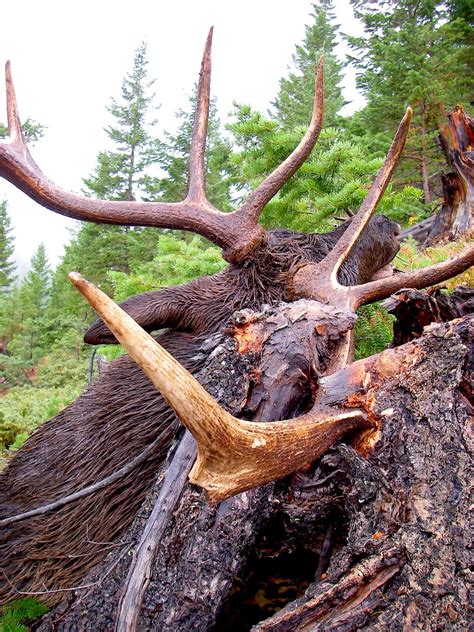 Elk Rifle Performance: Good, Bad, Ugly — Ron Spomer Outdoors