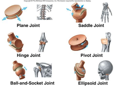 30 HD What Are Examples Of Pivot Joints - insectza