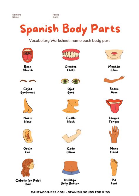 Spanish body parts vocabulary – Artofit