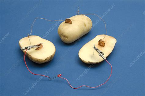 Potato Battery - Stock Image - C039/0893 - Science Photo Library