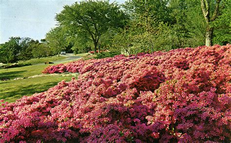 Azalea Festival | The Encyclopedia of Oklahoma History and Culture