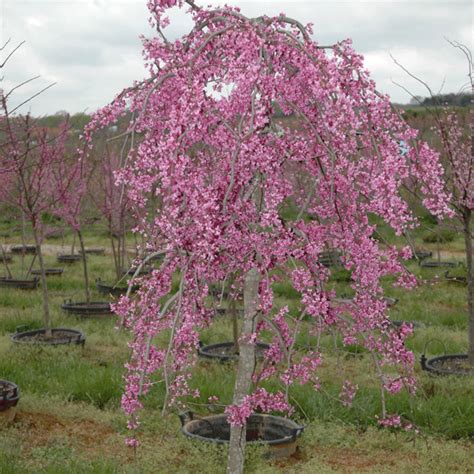 Cercis Canadensis 'Lavender Twist' (Lavender Twist Weeping Redbud) - Hale and Hines Nursery