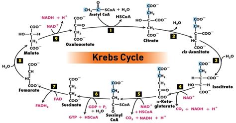 TCA Cycle: Location, Enzymes, Steps, Products