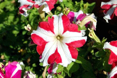 17 of the Best Red Petunias for Your Garden | Gardener’s Path