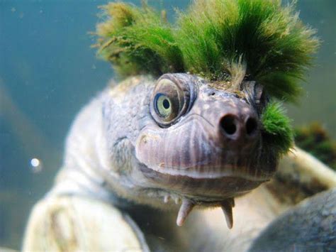 15+ River Turtle Species Types With Photos