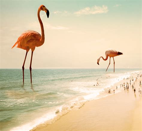 Flamingo Beach on Behance