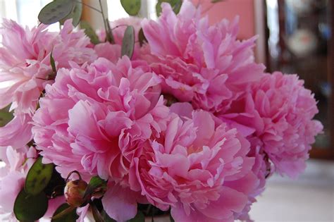 saltbox treasures: Pretty Pink Peonies