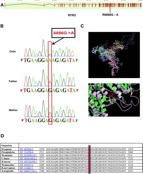 The mutation site of RYR2 and its functional prediction. A. Human RYR2 ...