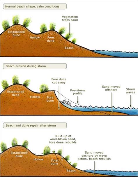 Fore-dune formation and erosion – Coastal shoreline – Te Ara ...