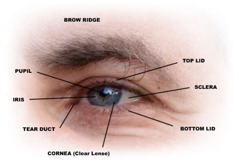 How to Draw Eyes – Structure – Stan Prokopenko