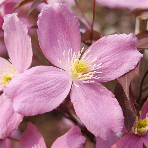 Clematis Montana Fragrant Spring Deciduous Scented Flowering Climbing ...