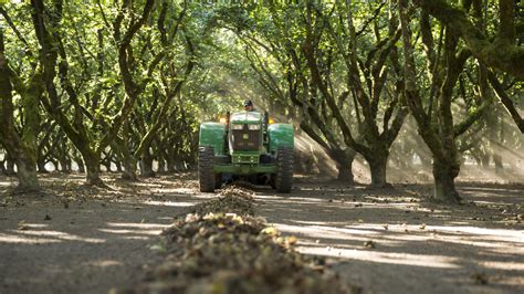 Hazelnut Harvest Could Set New Yield Standard | West Coast Nut