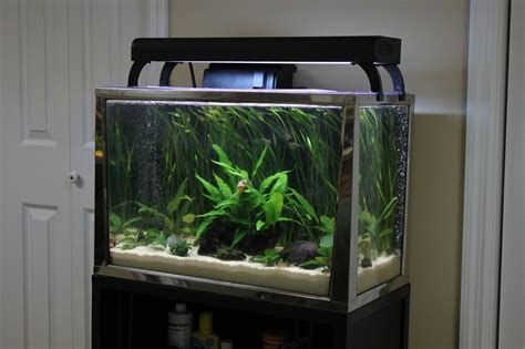 All You Need To Know About 20 Gallon Fish Tanks - Aquatics World