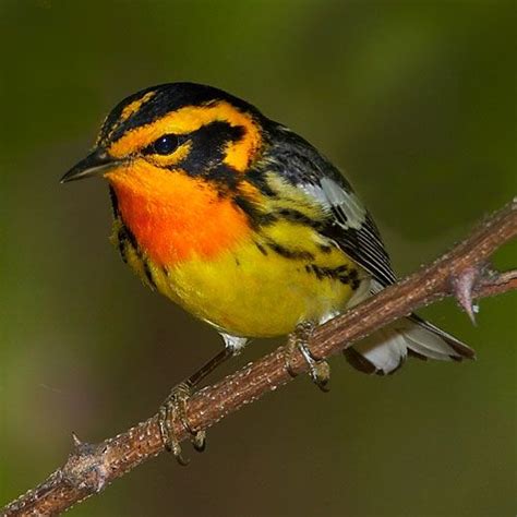 36 best images about Northeastern birds on Pinterest | Bird identification, Crab apples and Birds