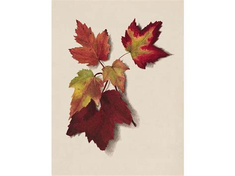 Autumn Leaves II - Trove Prints