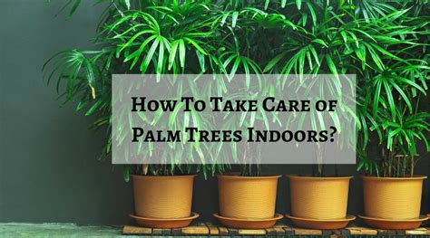 How To Take Care of Palm Trees Indoors?