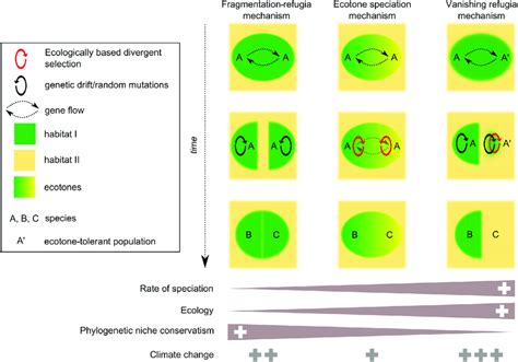 Schematic representations of three selected mechanisms of speciation... | Download Scientific ...