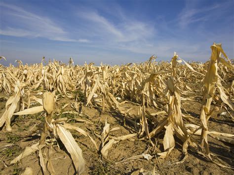 Extreme weather triggers surge in ‘food shocks’ over past half century | The Independent | The ...