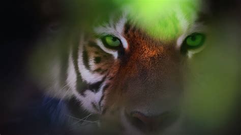 Tiger Eyes Wallpapers - Top Free Tiger Eyes Backgrounds - WallpaperAccess