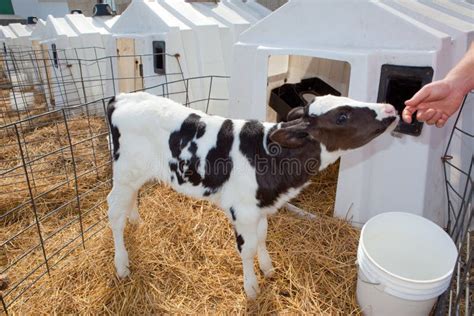 Holstein Calf stock image. Image of cows, youngster, farming - 13792855