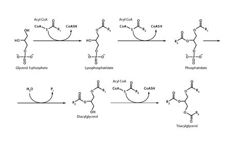 Triglyceride Synthesis - Integrated MCAT Course