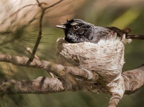 Willie Wagtail Nesting: A Complete Guide | Bird Fact