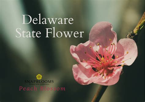 Delaware State Flower